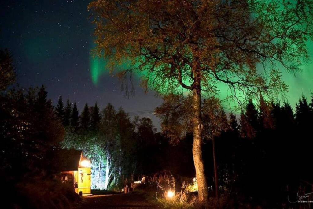 100 Years Old Norwegian Log House In Tromso Villa Luaran gambar